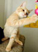 An orange kitten playing with a ball.